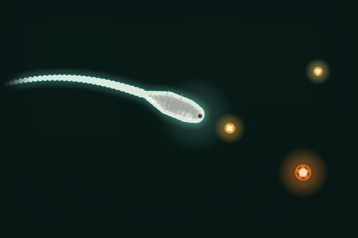 The maggot from the game, its long breathing tail trailing behind, swimming towards a glowing orb of food.