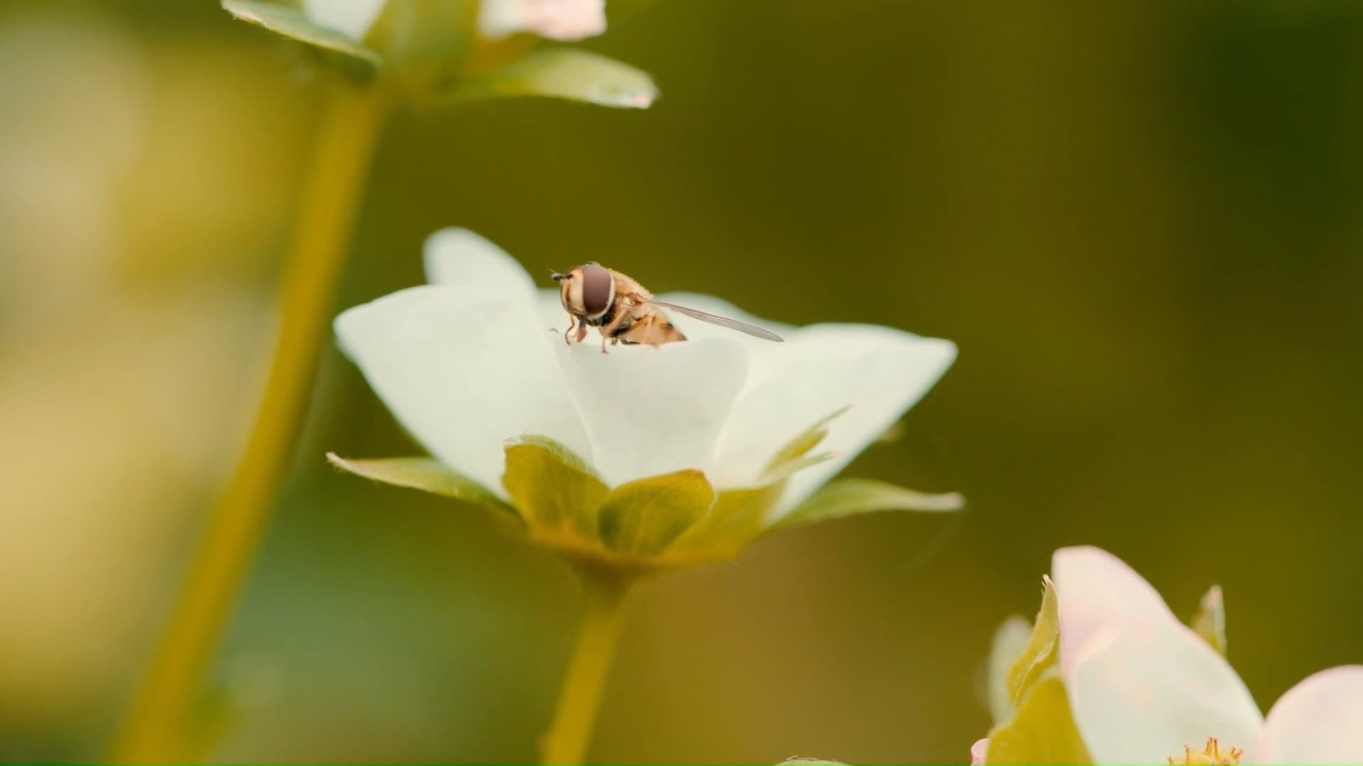 A hoverfly feeding on a strawberry flower