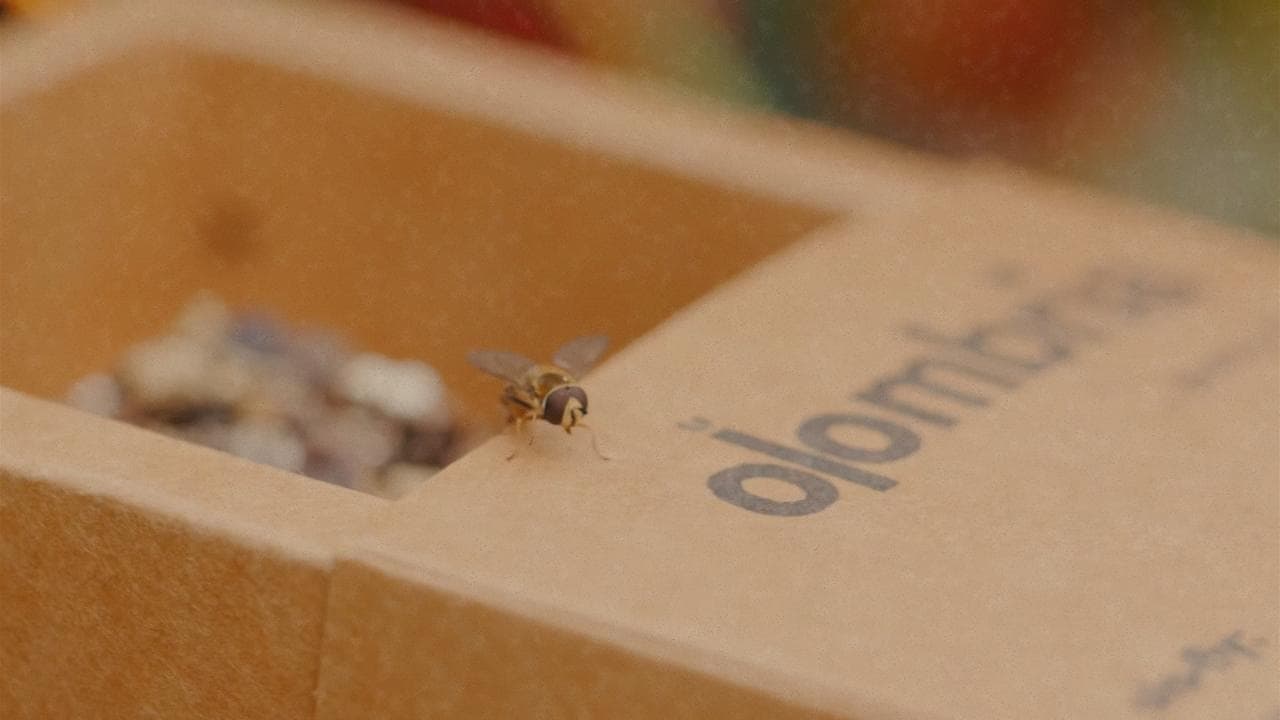A hoverfly on the edge of an Olombria lure box